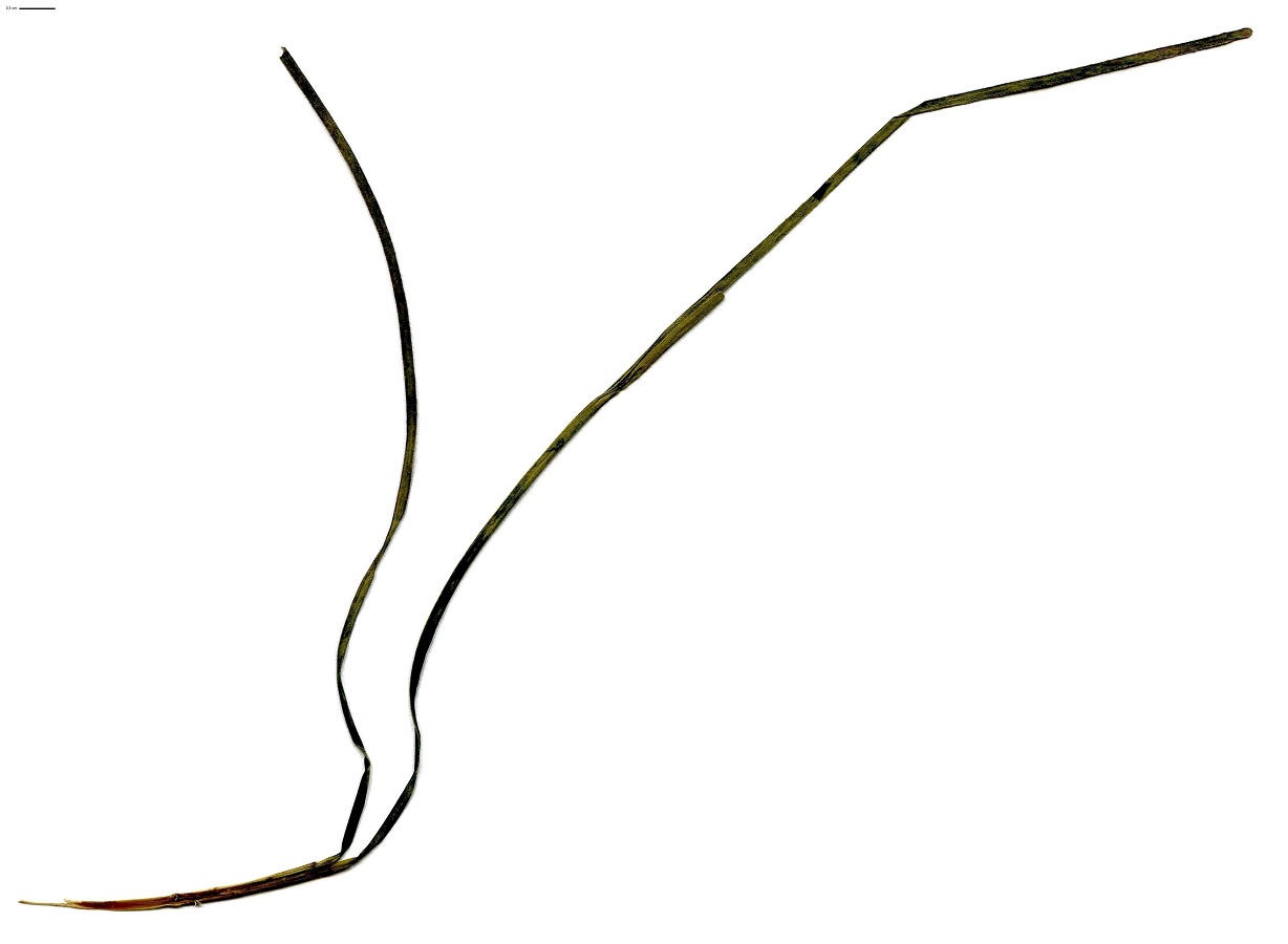Zostera noltei (Zosteraceae)
